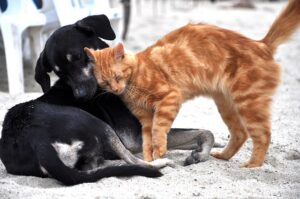 Cão e Gato
