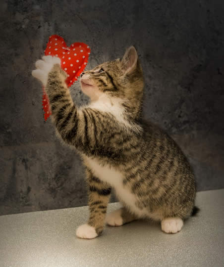 Gato pegando coração