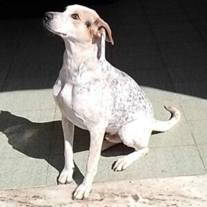 Osório