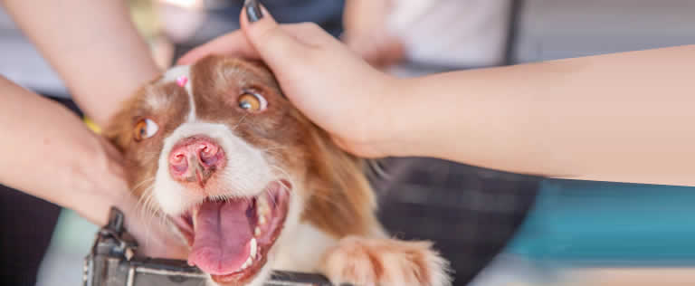 Adotei um Cachorro, E Agora?