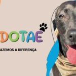 Campanha de Adoção meAdotaê x Docg.