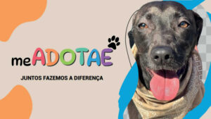 Campanha de Adoção meAdotaê x Docg.