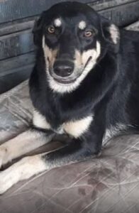 Cadela Athena