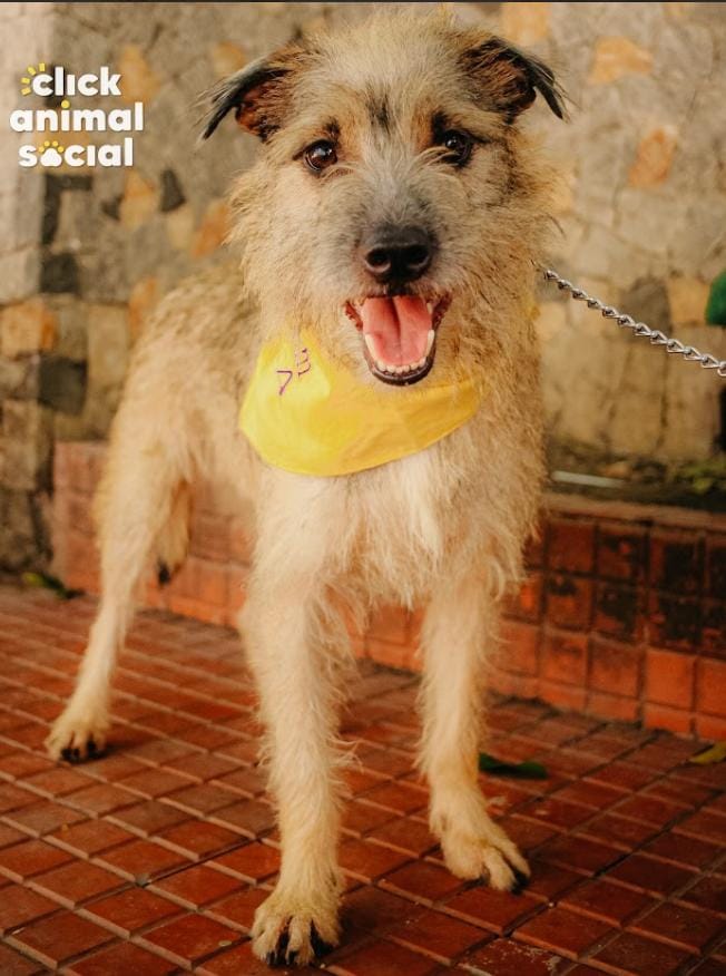 Cão Brown