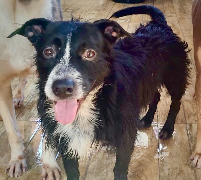 Cão Bruce