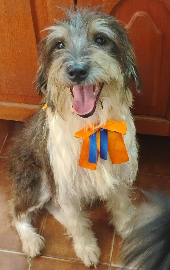 Cão Deidei
