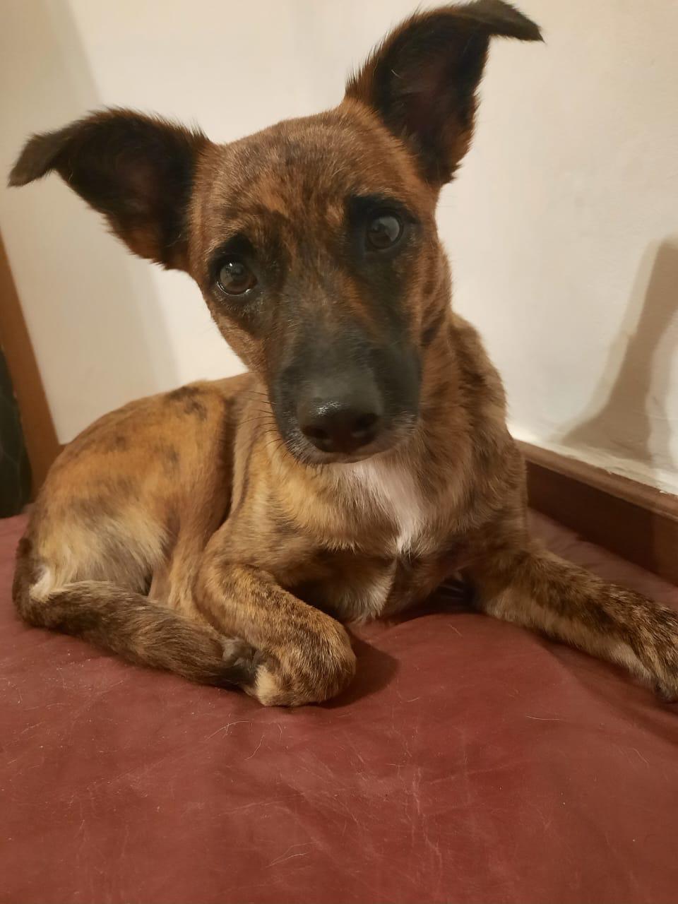 Cadela Madu