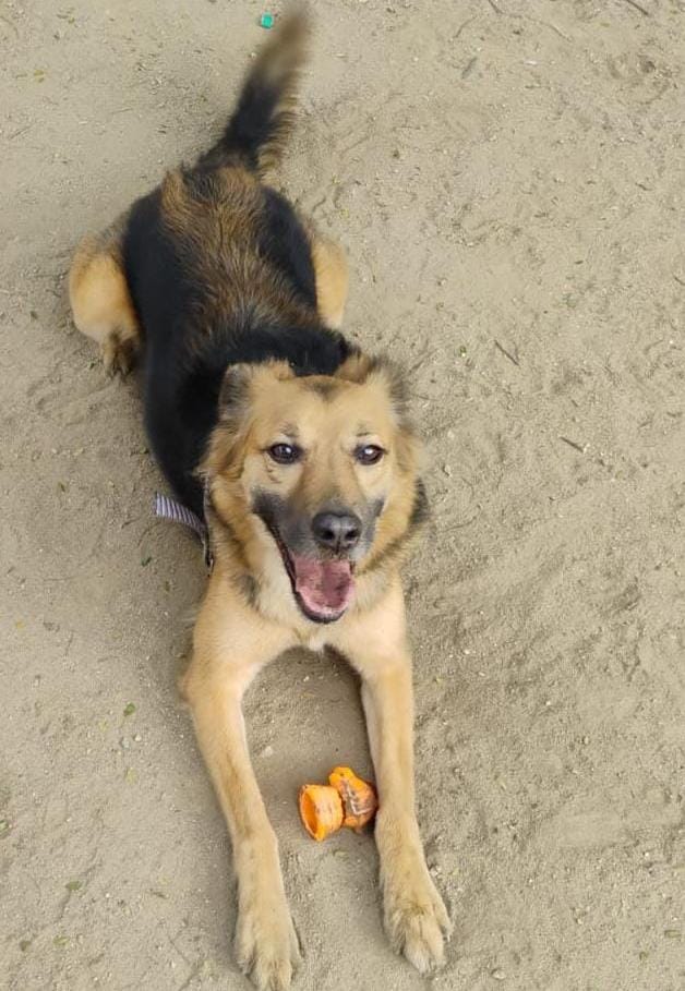 Nala