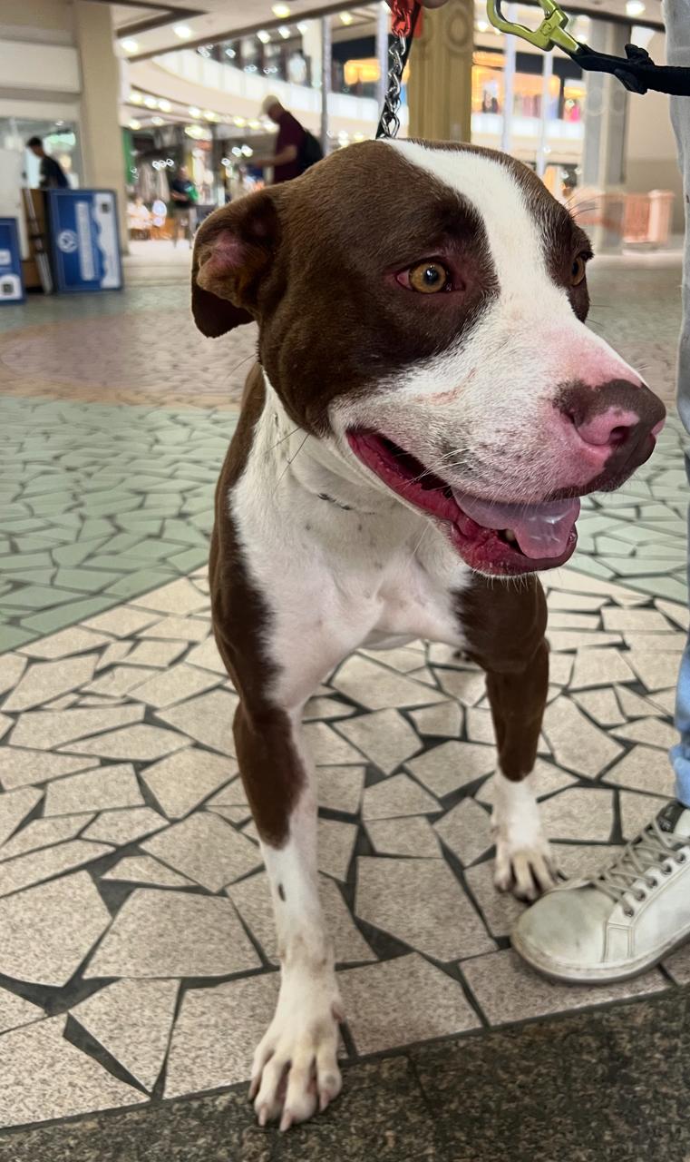 Cão Nelson