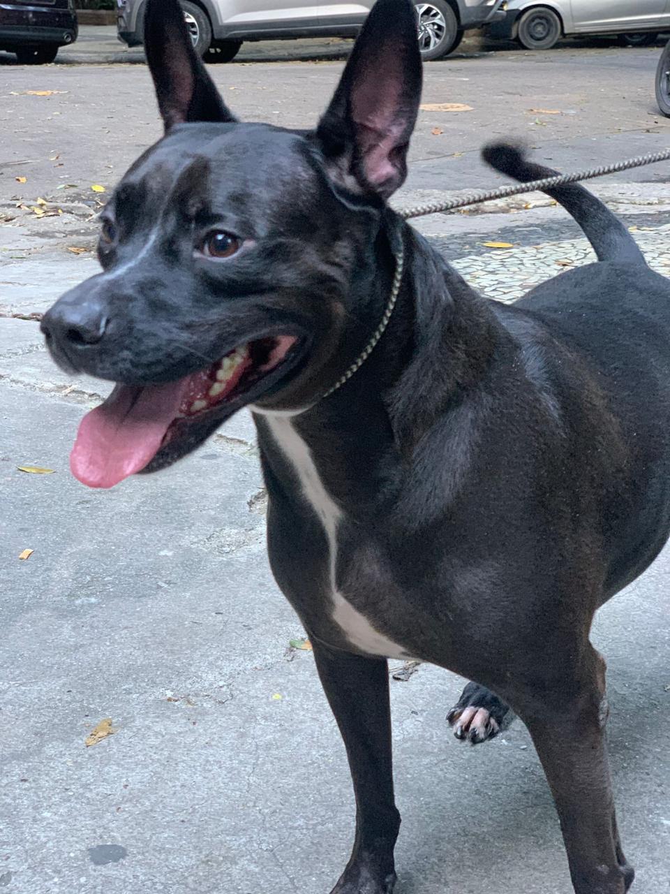 Cão Oreo