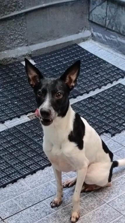 Cão Ralf
