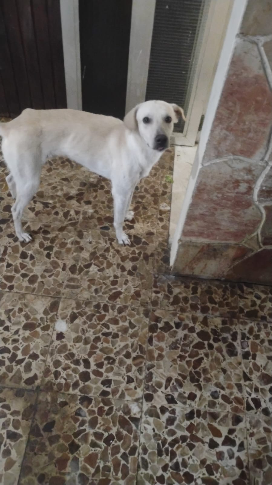 Cão Theo