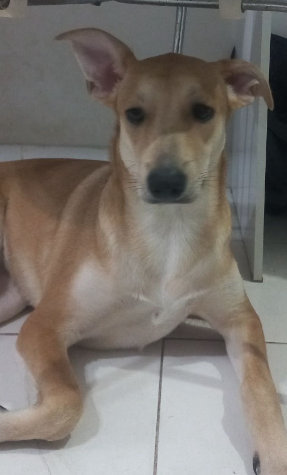 Cadela Ariel