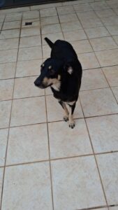Cadela Athena