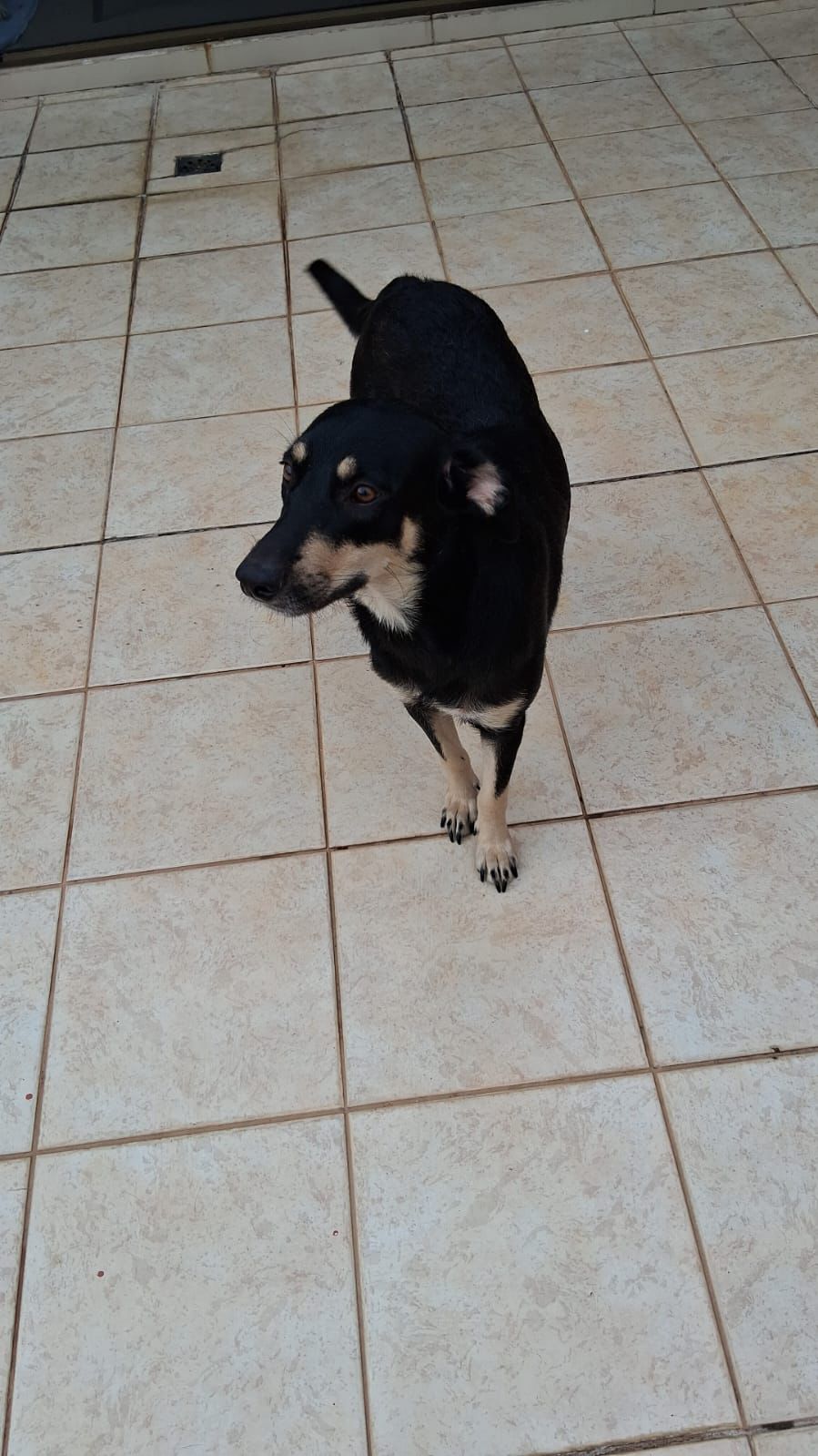 Cadela Athena