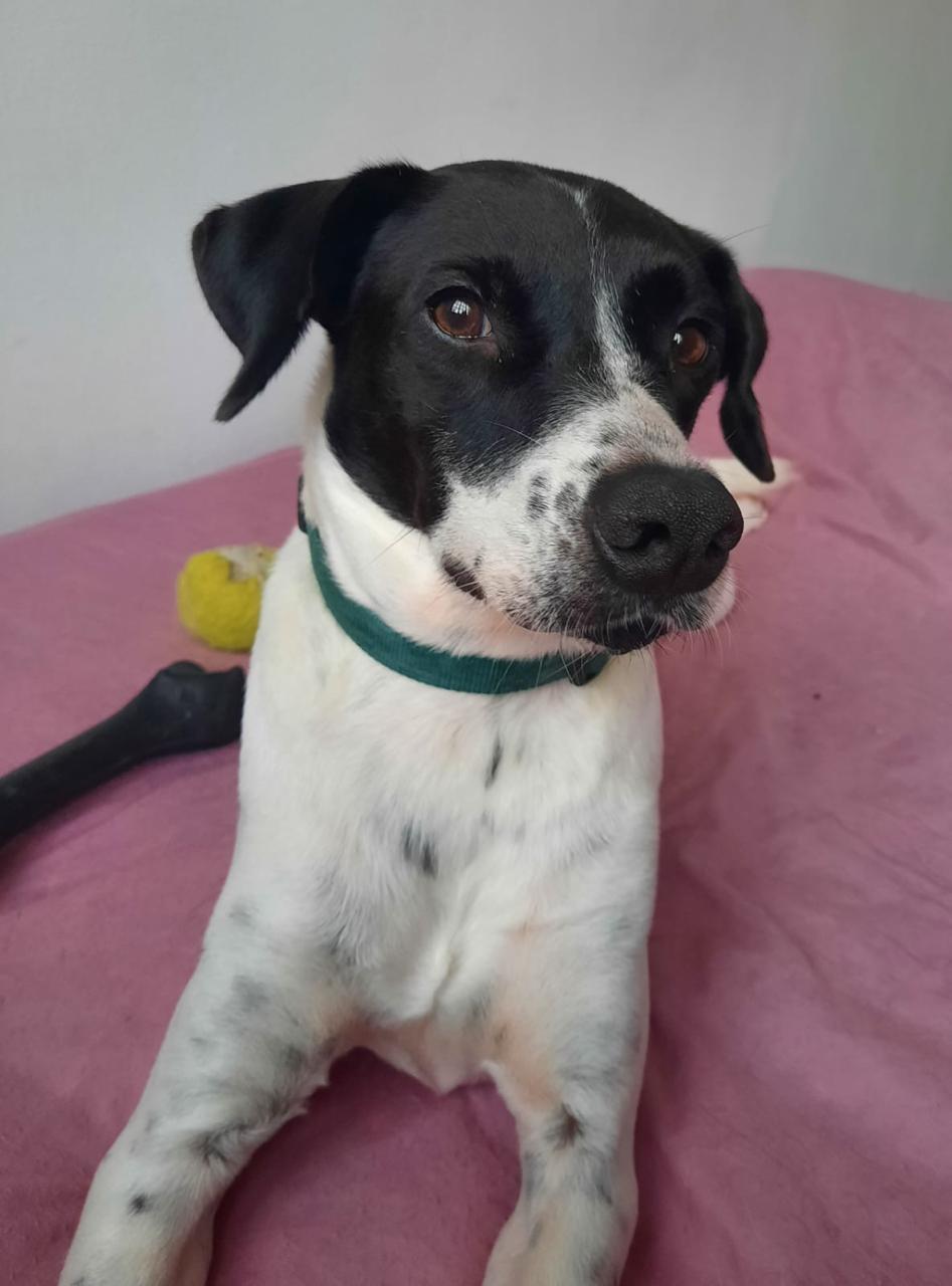 Cão Bento