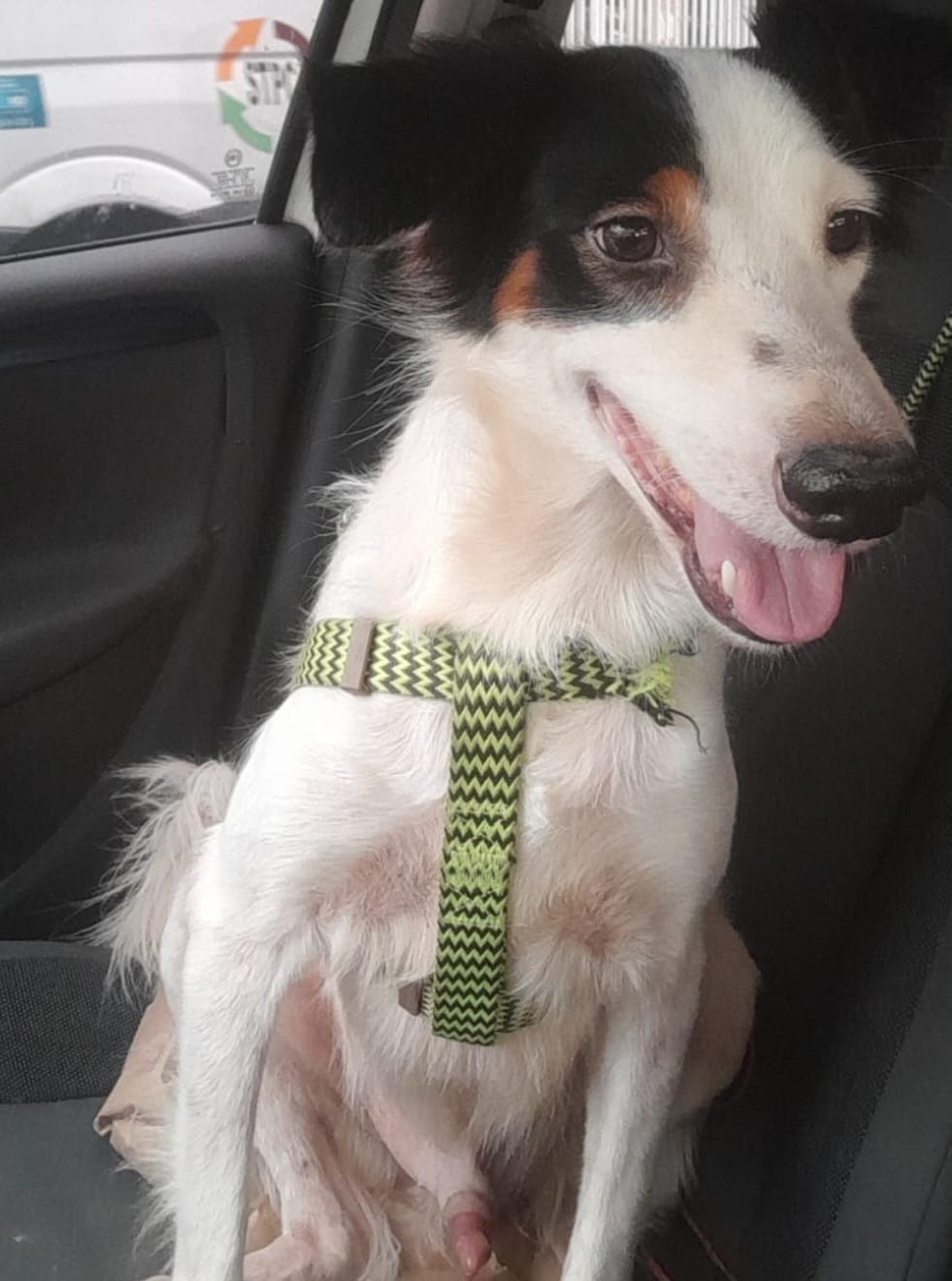 Cão Branquinho