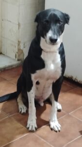Campeão