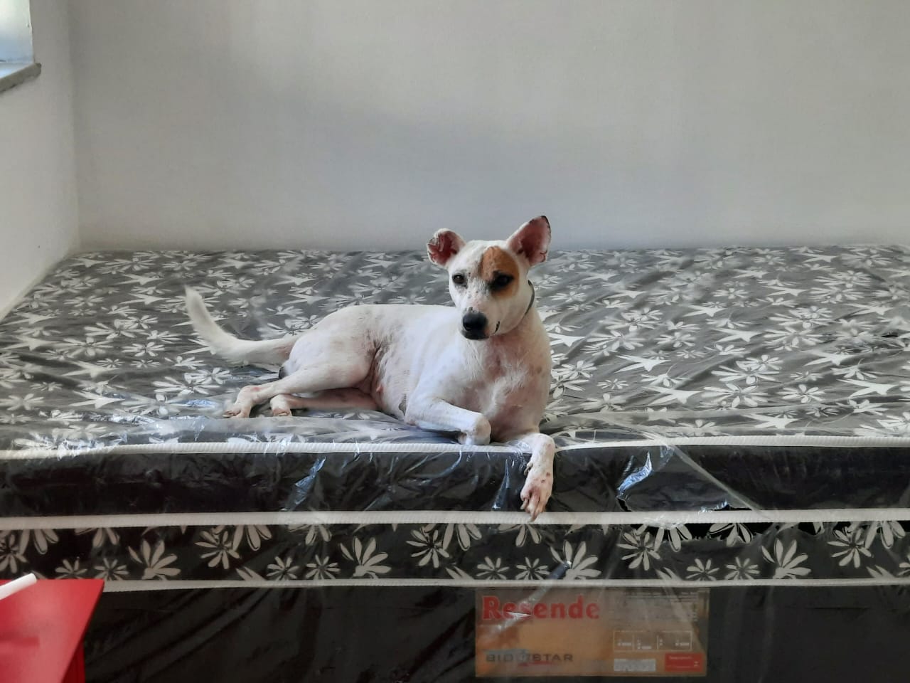 Cadela Candy