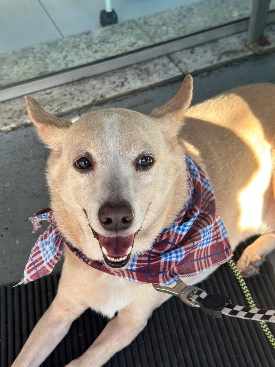 Cão Caramelo