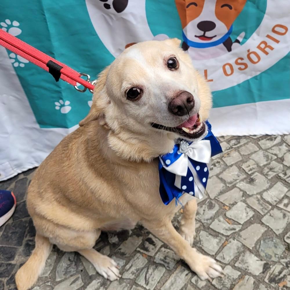 Cão Caramelo