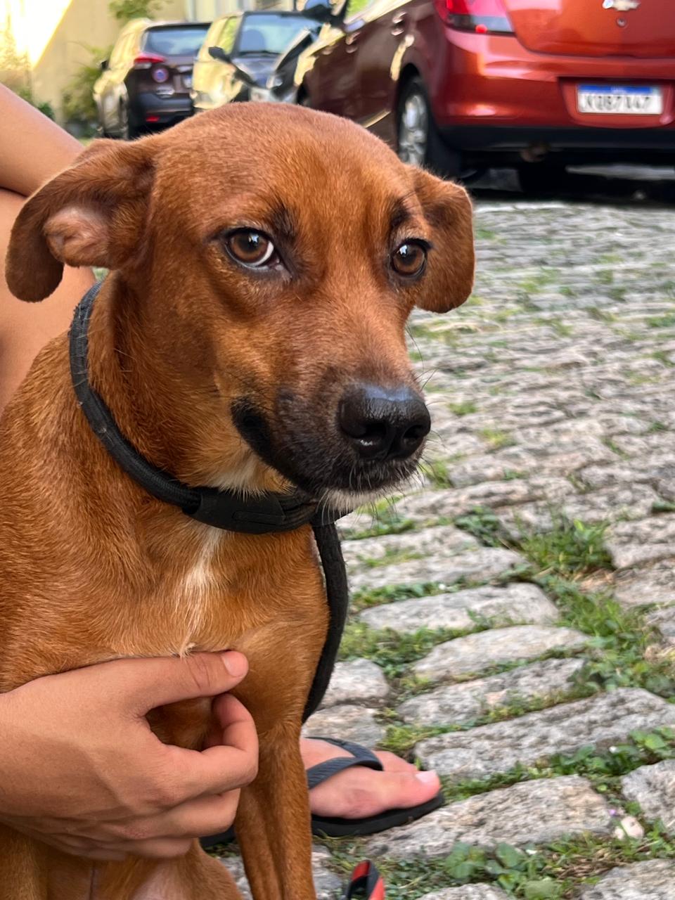 Cão Chocolate