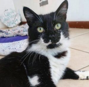 Docinho