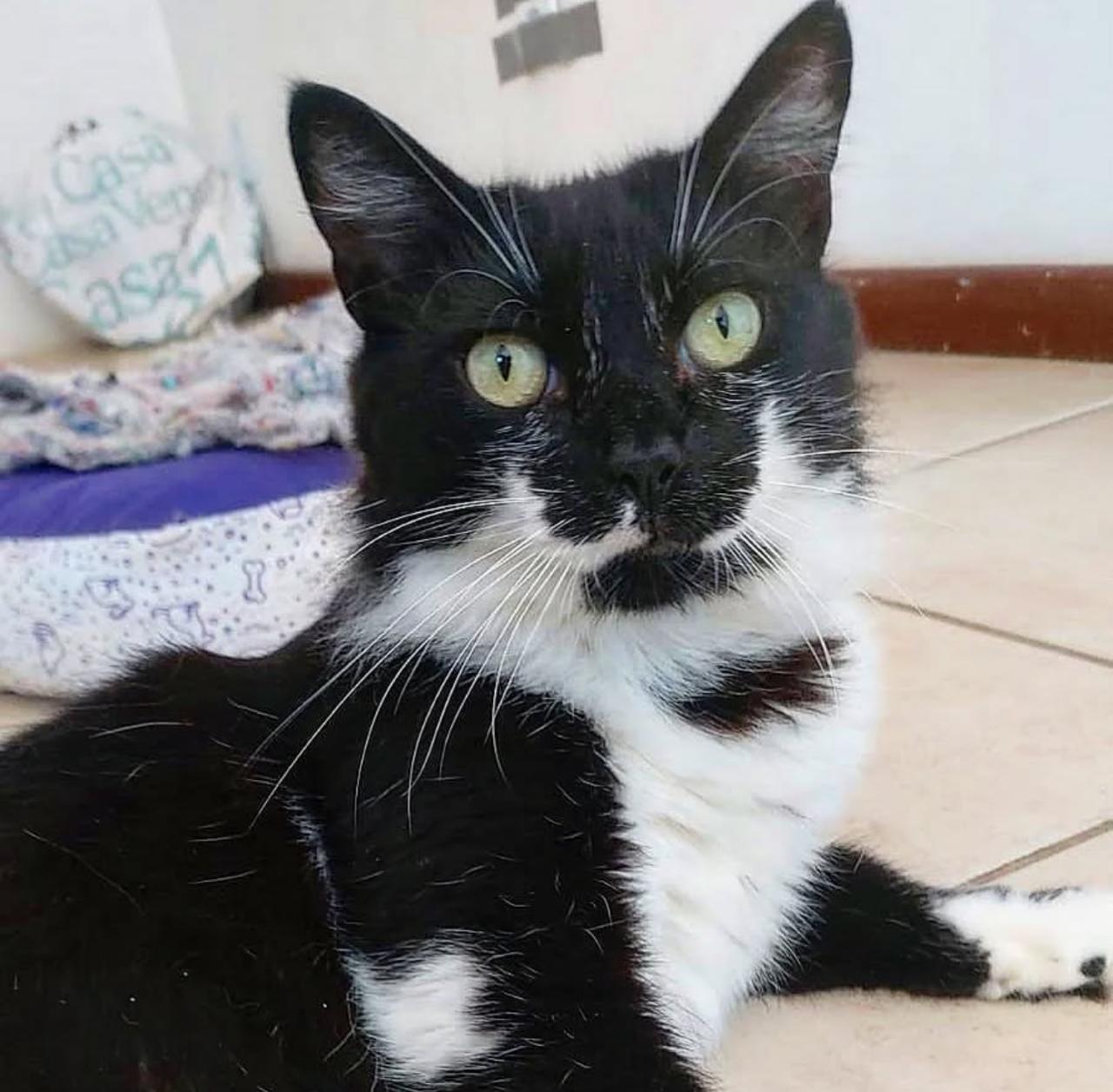 Gata Docinho