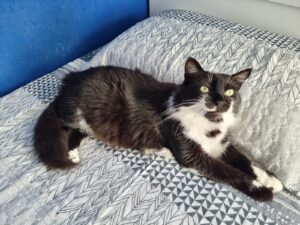 Gata Docinho