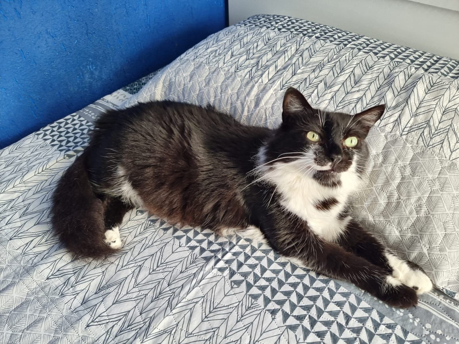 Gata Docinho
