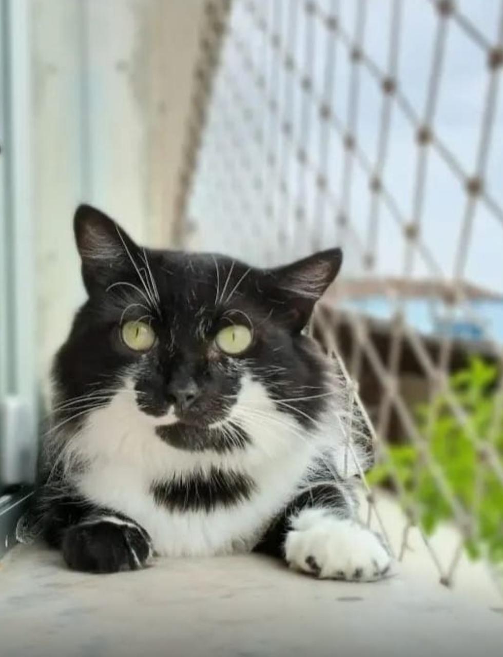Gata Docinho