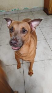 Léo