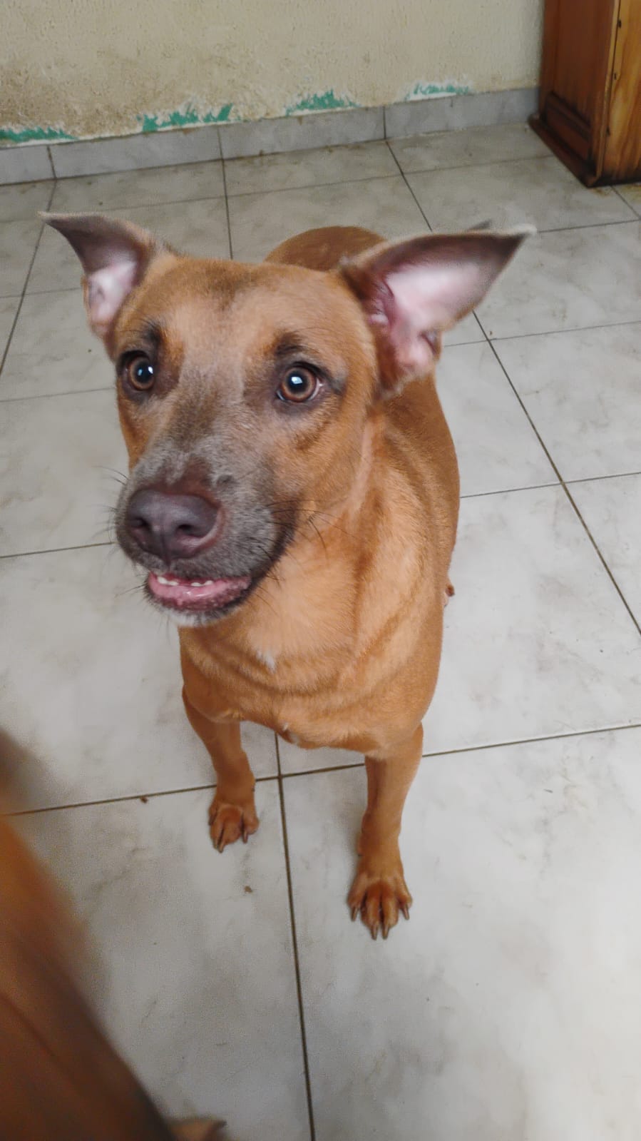 Cão Léo