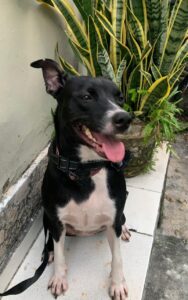 Magali