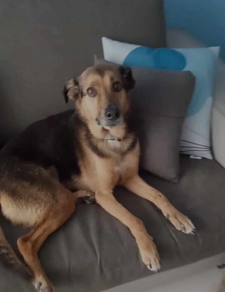 Cadela Mel