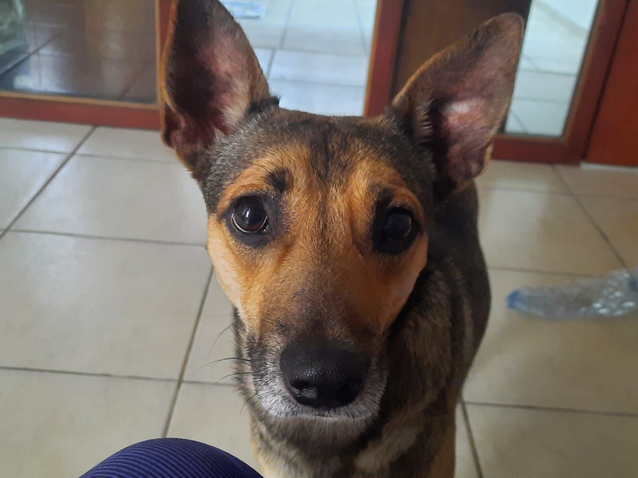 Cão Smile