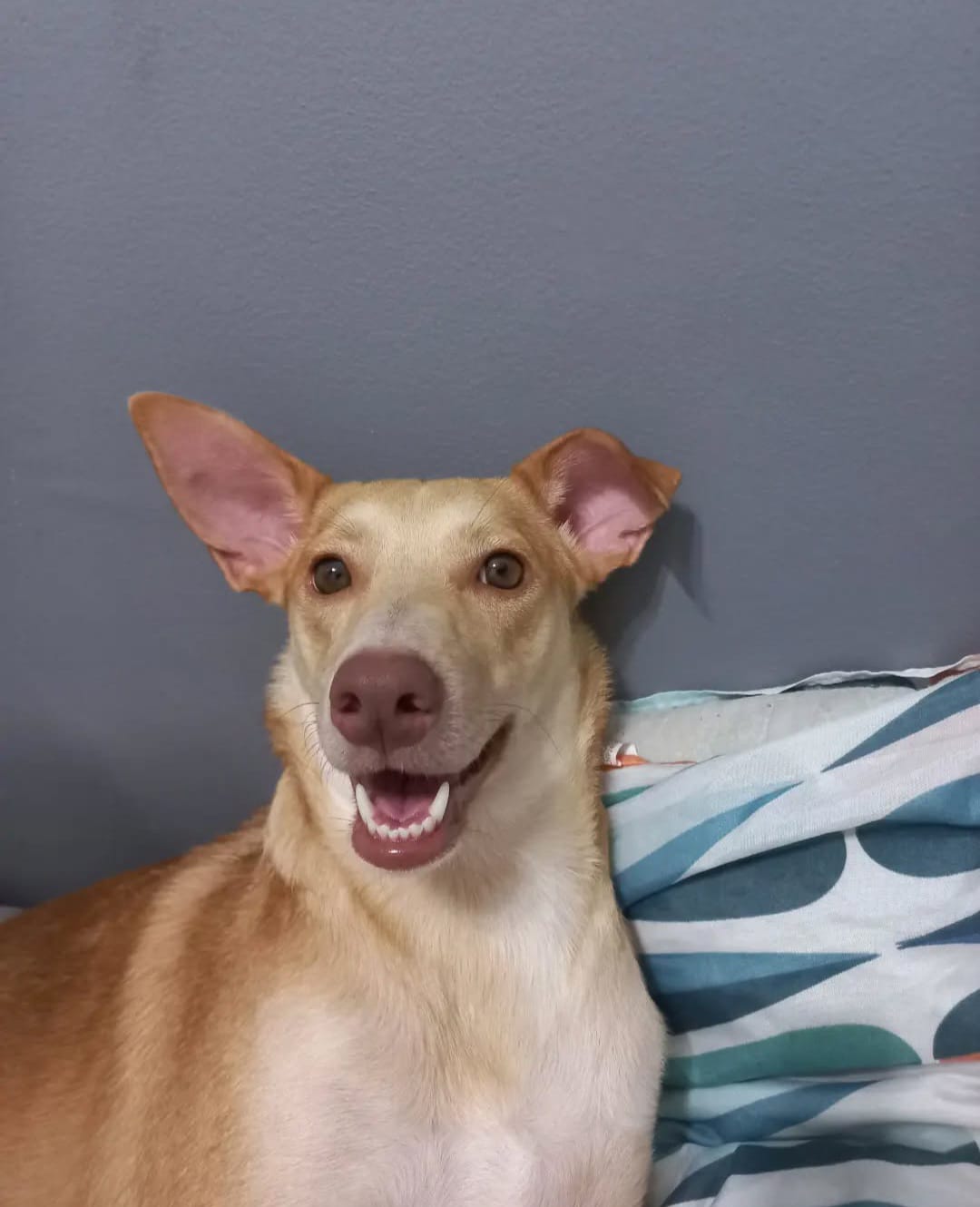 Cadela Mel