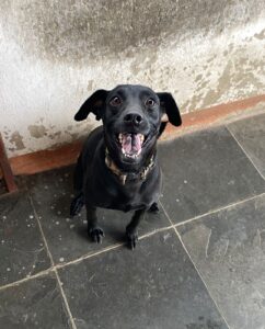 Cadela Pretinha