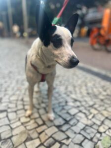 Princesa