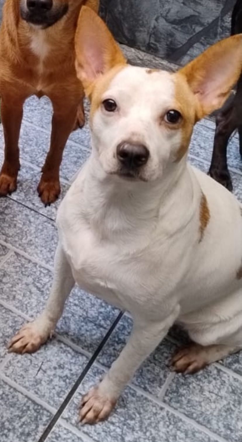 Cadela Renatinha