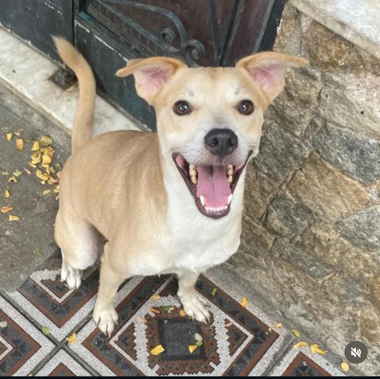 Cão Rick
