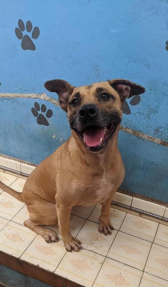 Cadela Mel