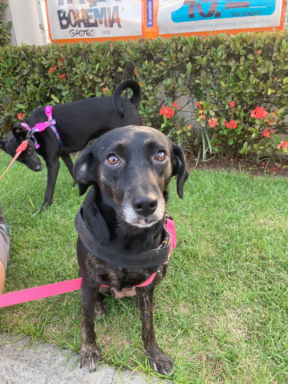 cadela Teresa